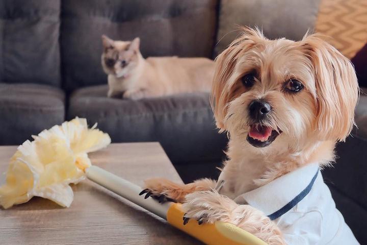 Swiffer Pet Dusters Fresh 360 Kits are good for spring cleaning.