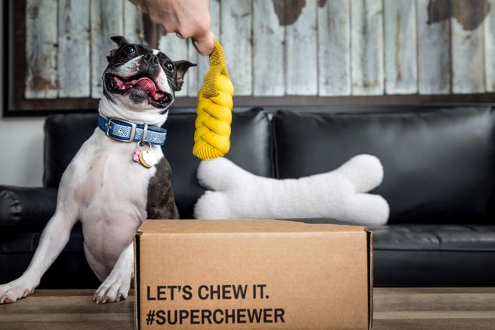 A Boston Terrier Jumps for a Barkbox Super Chewer Toy.