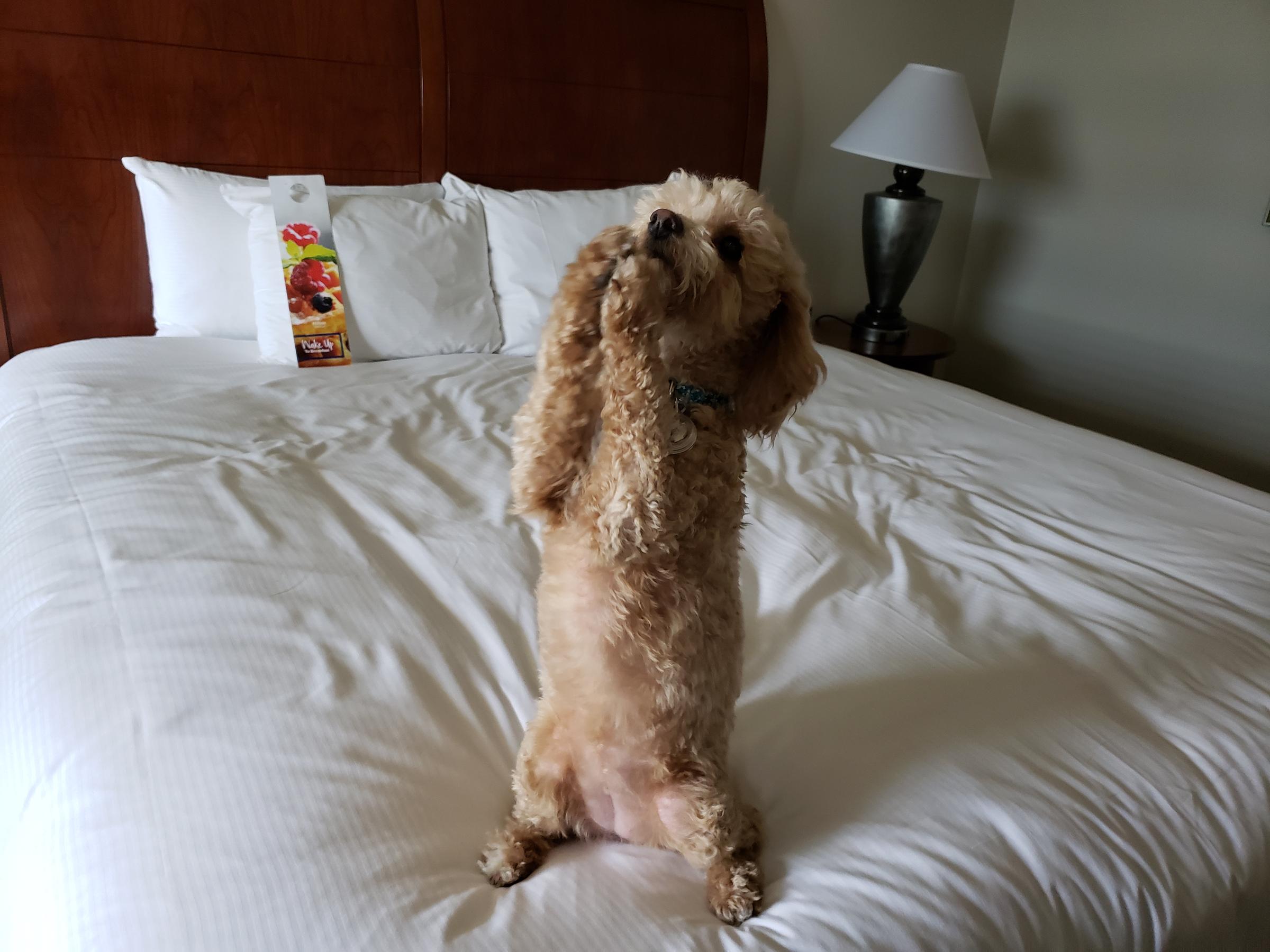 Dog Friendly Houston Tx Bringfido
