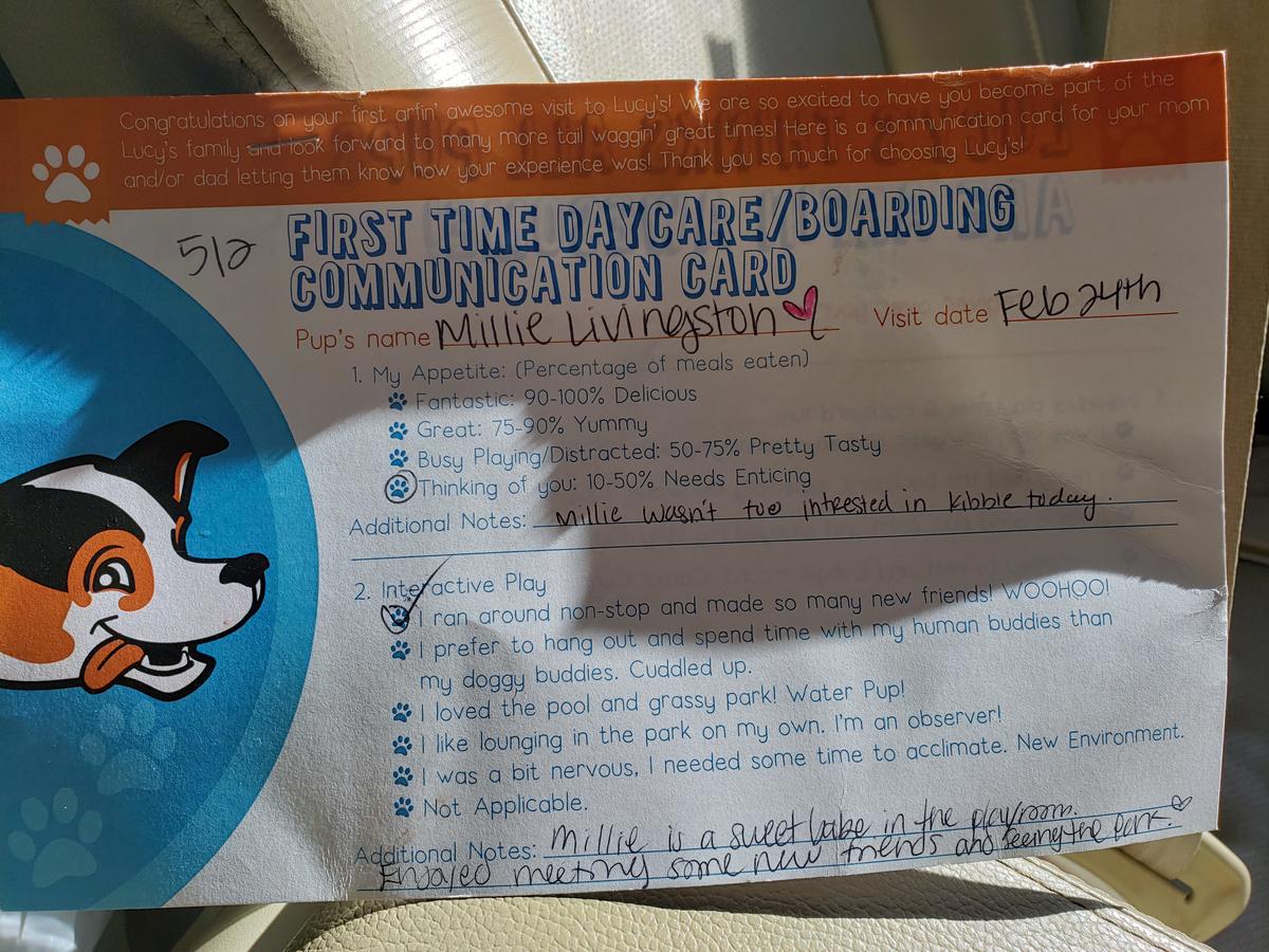 Lucy's sales dog daycare