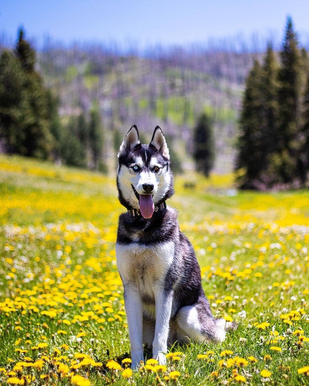 A Dog Sits in a Field of Flowers on a Spring Hike.