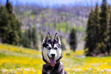 Stunning Spring Hikes to Take With Fido A Dog Sits in a Field of Flowers on a Spring Hike.