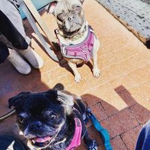 Summerland Beach Cafe restaurant view 1