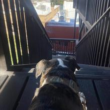 Haunted Hamburger restaurant view 5