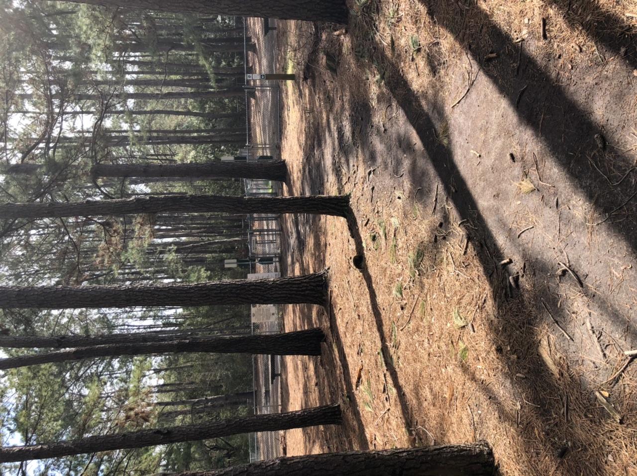 Dog Friendly Mount Pleasant Sc Bringfido