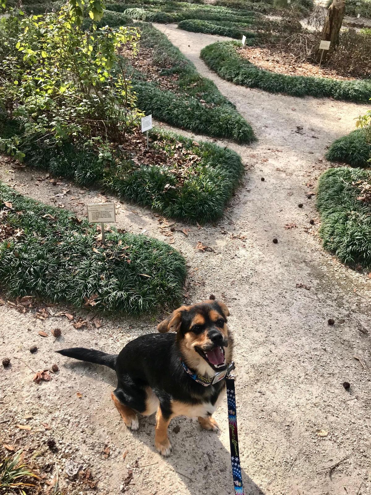 are dogs allowed at denver botanic gardens