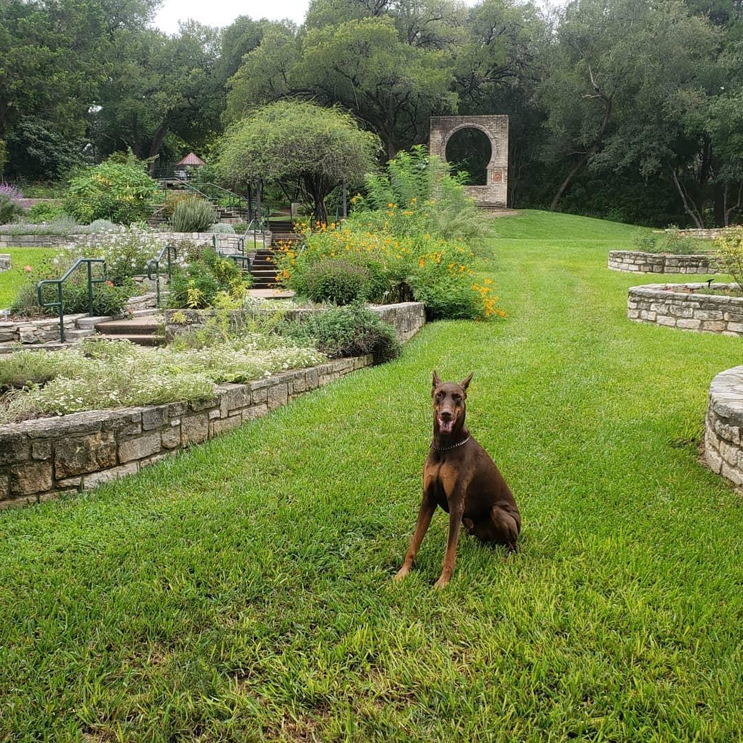 are dogs allowed at denver botanic gardens