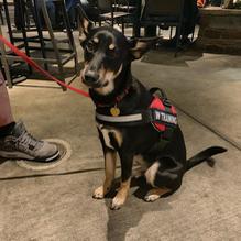 Lazy Dog Restaurant & Bar restaurant view 2