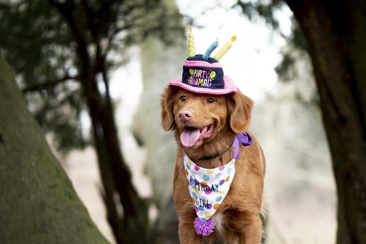 A Canine Stands on a Rock at a Dog Birthday Party at a State Park.