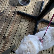 Boulevard Burgers restaurant view 4