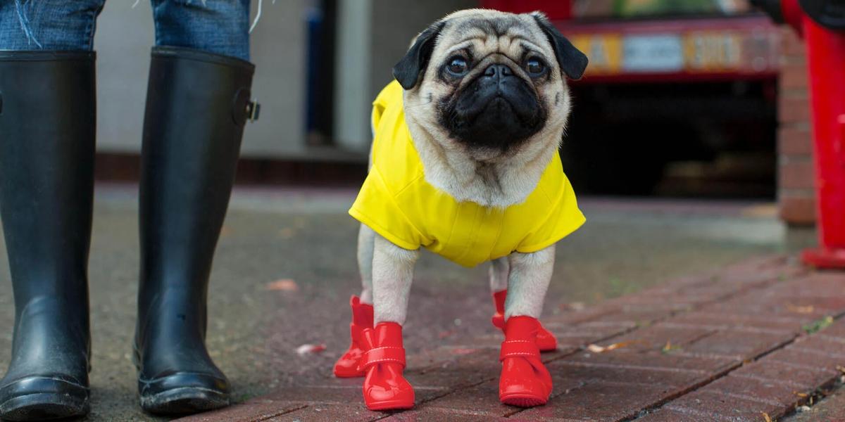 Pug rain hot sale boots