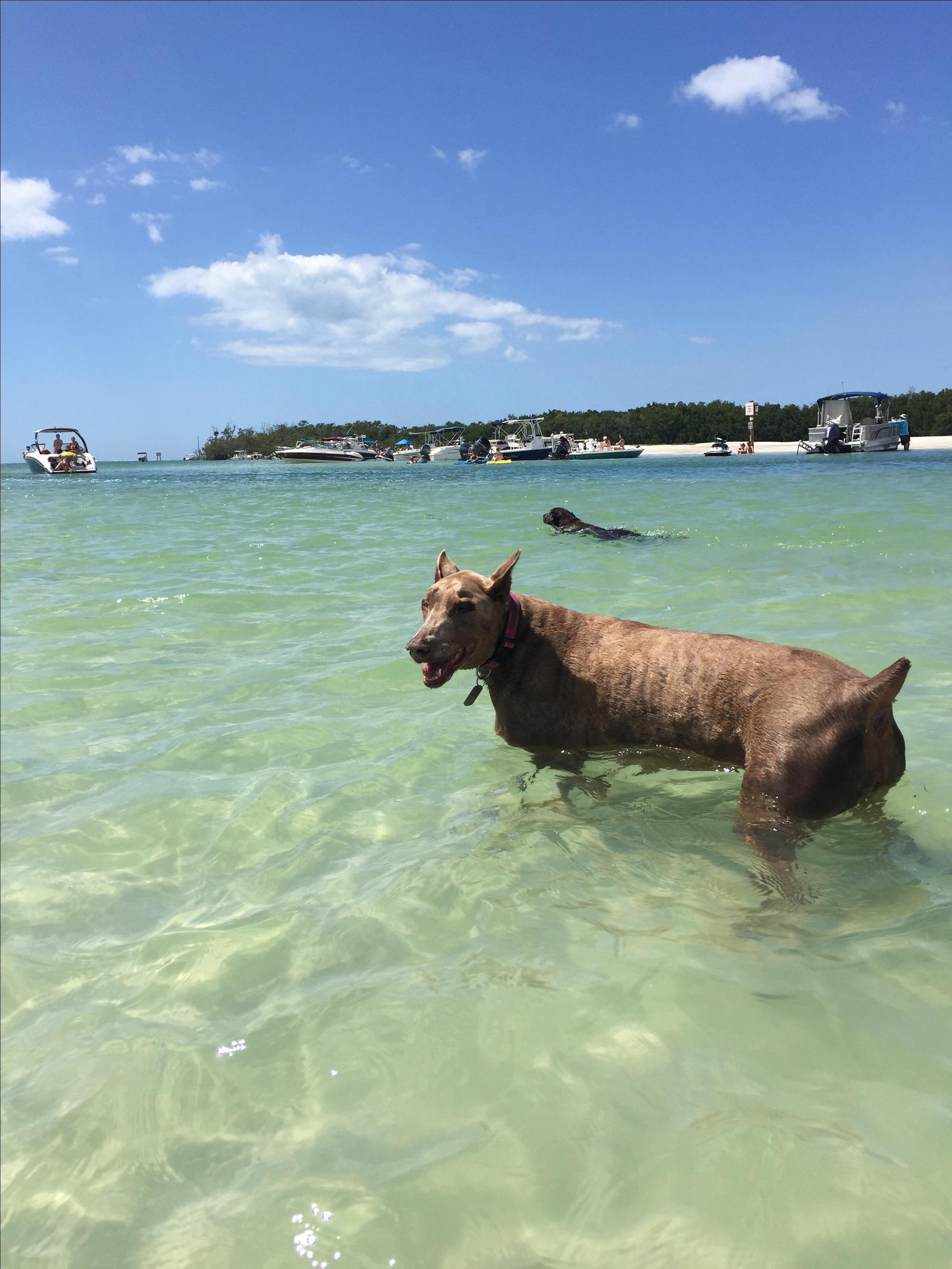Bonita Beach Dog Park
