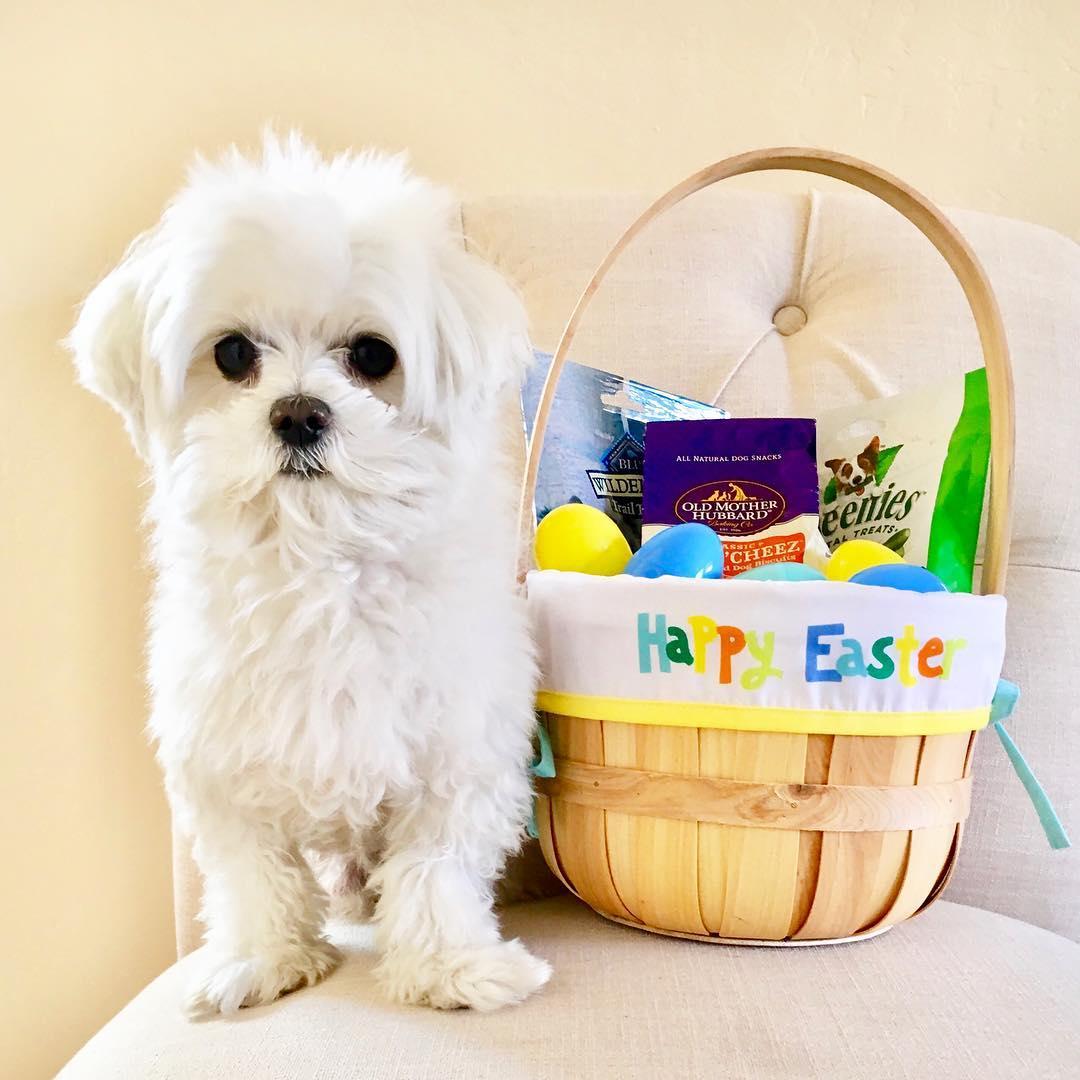 Peeps Dog Party and Easter Basket Ideas for Pets