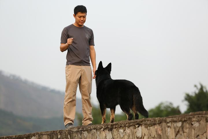 A Man Teaches A Shepherd Stay As Part of Social Distancing for Dogs.