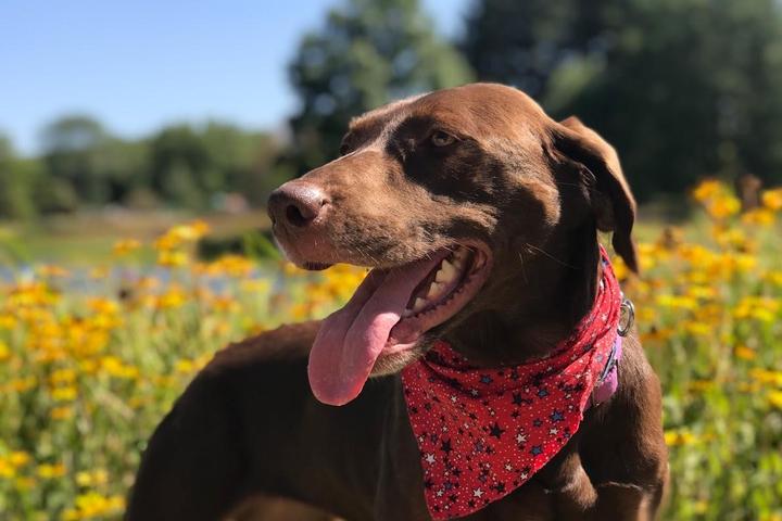 A Dog Smile in Meadow of Flowers at a Pet-Friendly Arboretum.
