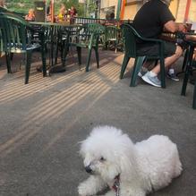 Waxy O'Shea's Irish Pub restaurant view 4