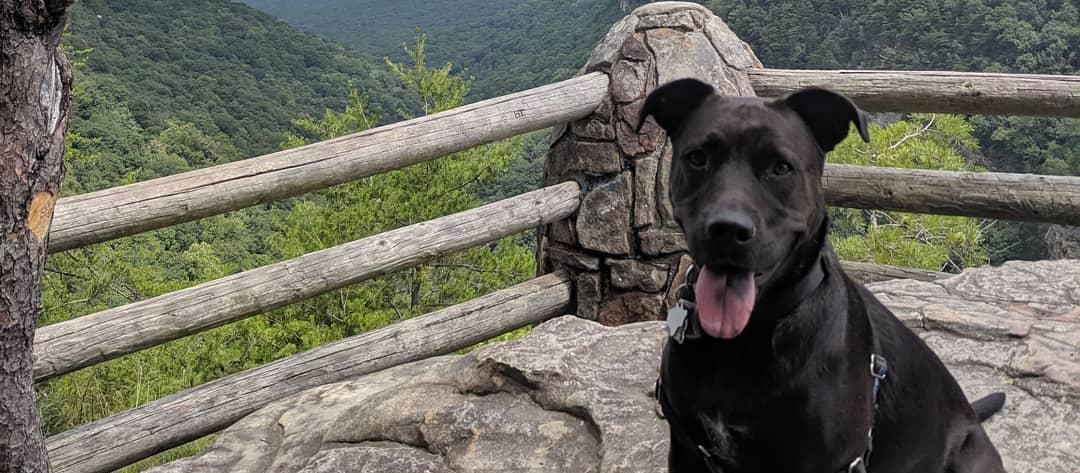 Dog Friendly Rising Fawn, GA