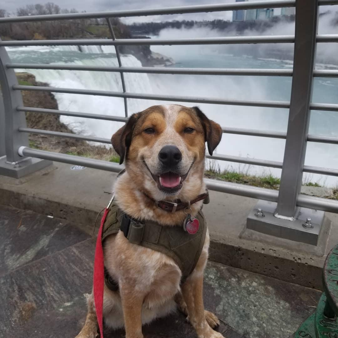 Enjoying the day at Pet Friendly Niagara Falls State Park ⋆ BringFido