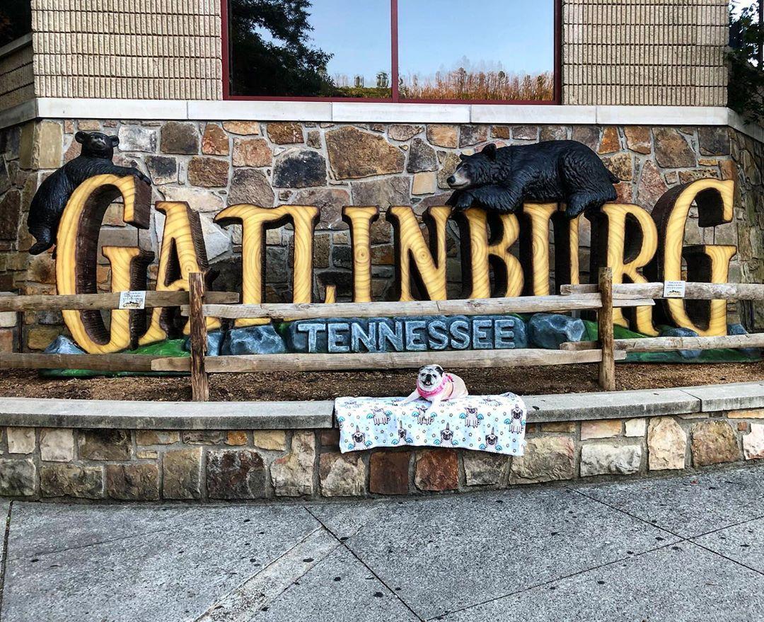 Enjoying the day at Pet Friendly Downtown Gatlinburg ⋆ BringFido