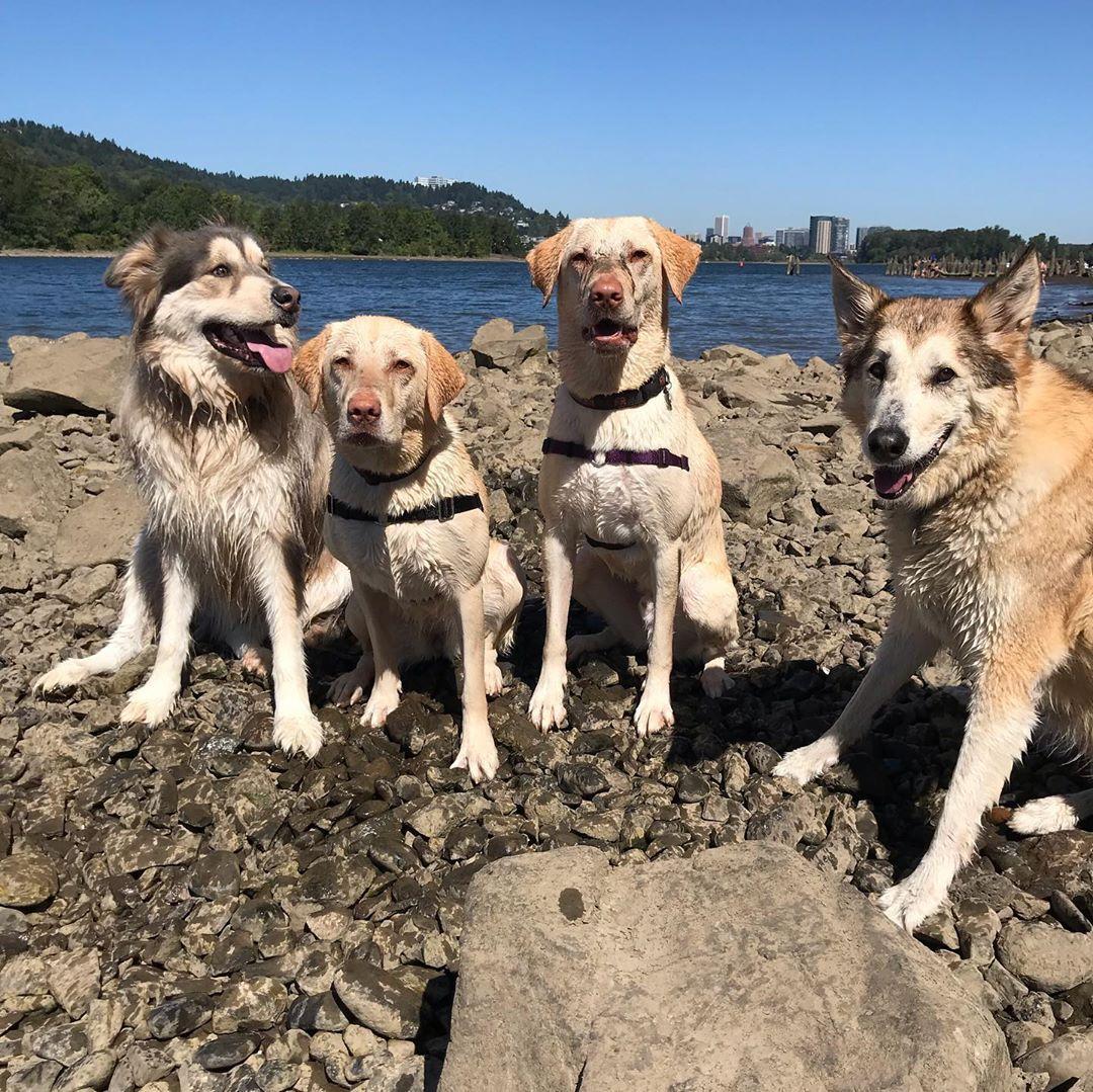 off leash k9 portland