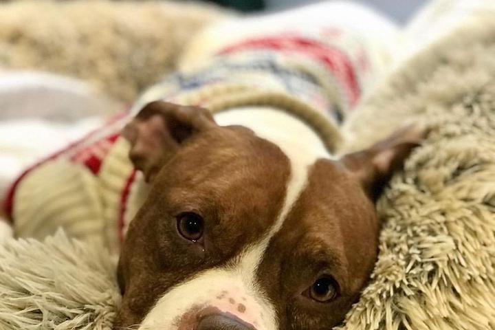 A Pit Bull Foster Dog Lies on a Shaggy Rug.