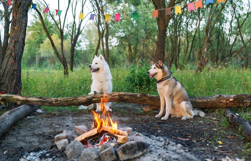 Into the Woods With Fido: 10 Dog-Friendly Cabin Getaways