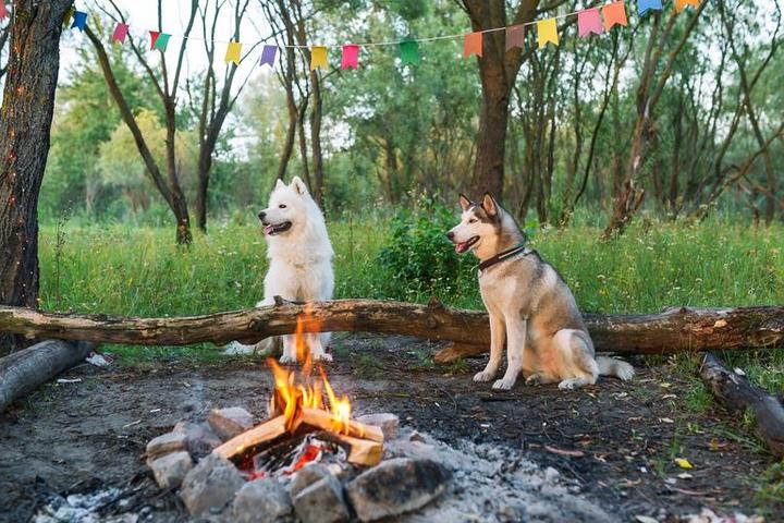 Into the Woods With Fido: 10 Dog-Friendly Cabin Getaways