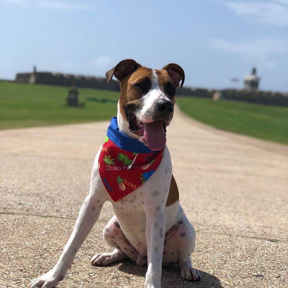 Enjoying the day in Pet Friendly Puerto Rico ⋆ BringFido