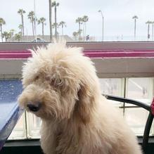 Fred's Mexican Cafe restaurant view 2