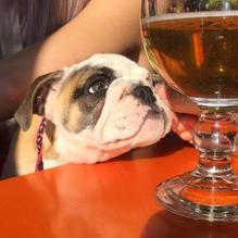 Fred's Mexican Cafe restaurant view 1