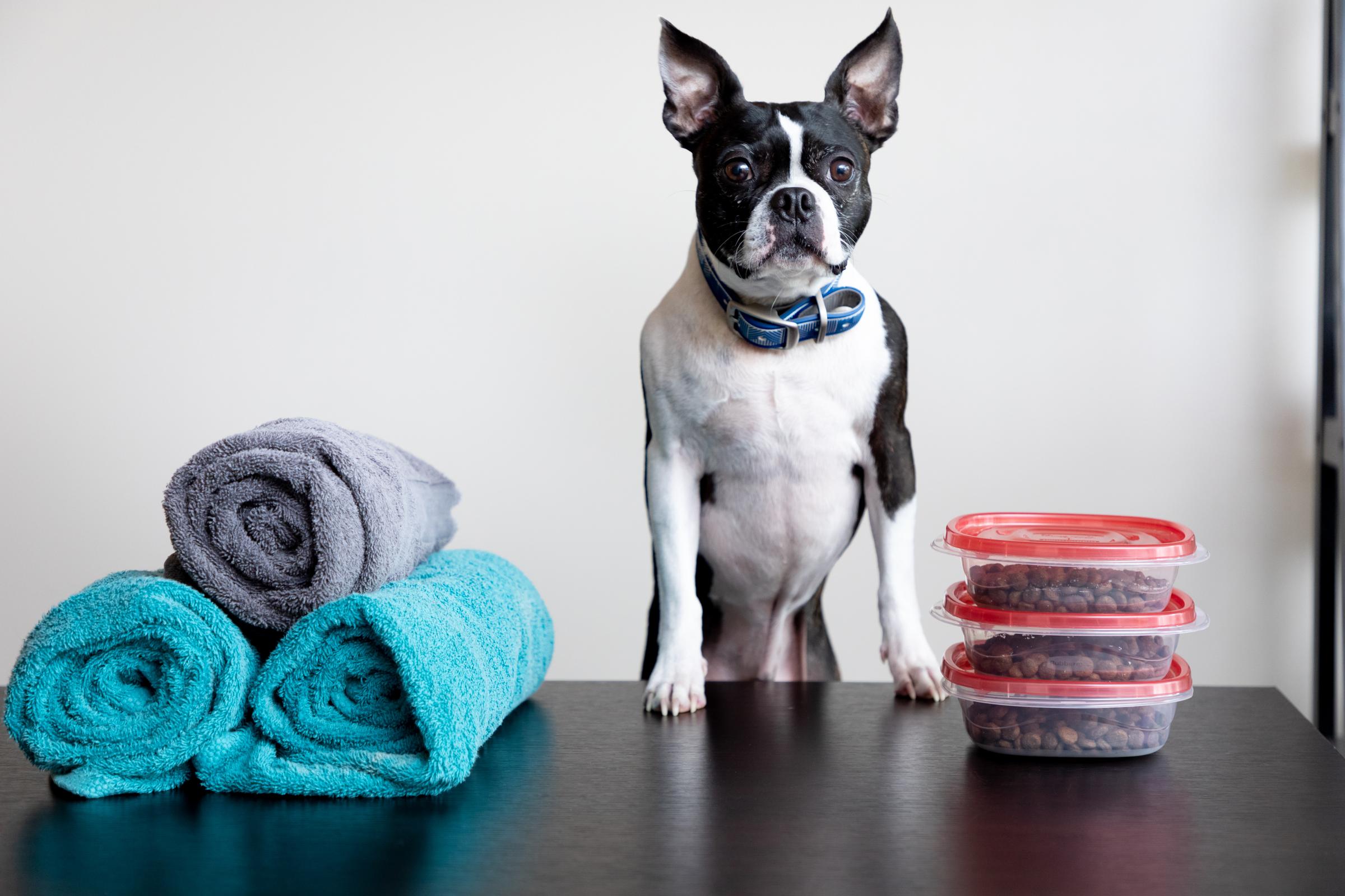 Doggy essentials don't have to come from the pet store!