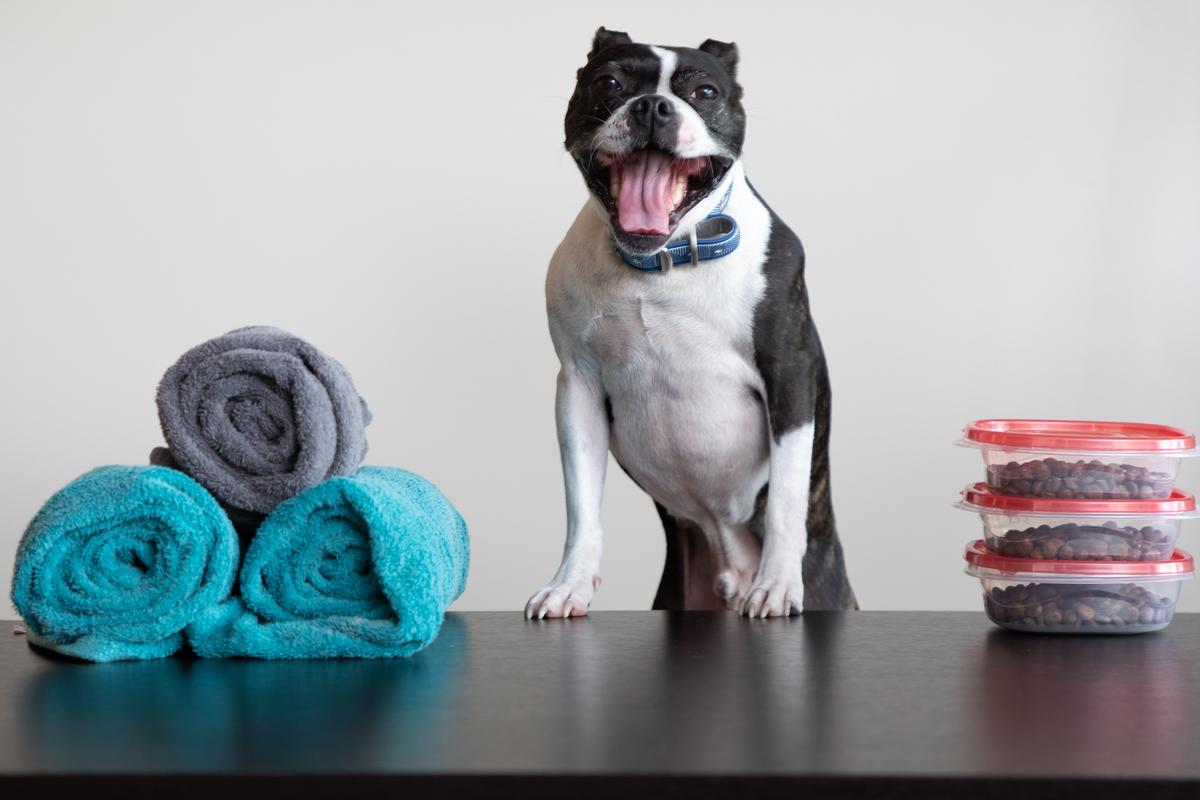 budget dog supplies