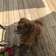 The Blind Tiger restaurant view 3