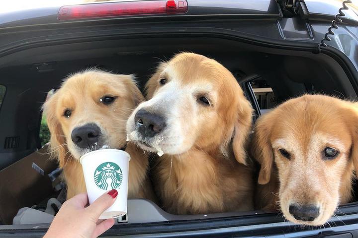 Three Retrievers Share a Puppacino from the Starbucks Dog Menu.