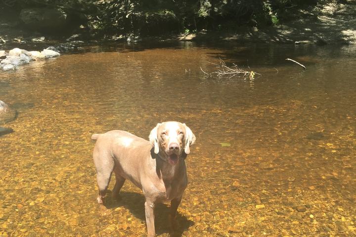 Pet Friendly Salmon River State Forest