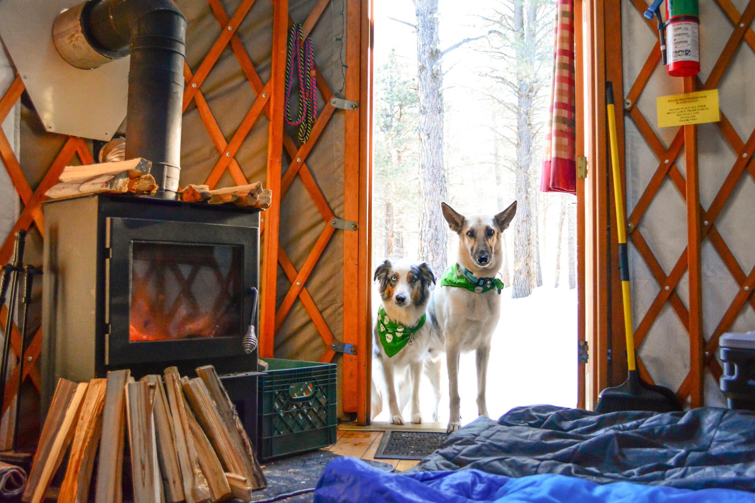This Is Gonna Yurt: Stay Outdoors in Style at a Pet-Friendly Yurt