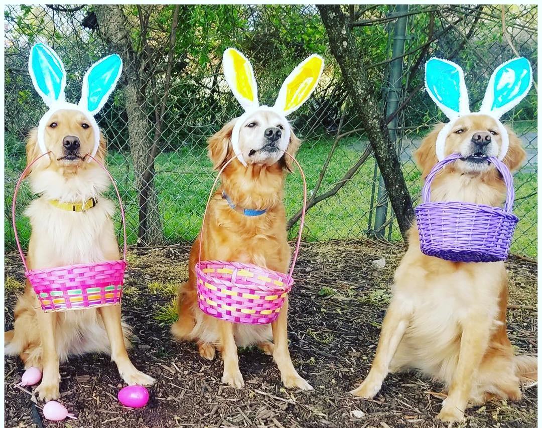Fill Fidoâ€™s Easter Basket With These "Egg-citing" Gifts - BringFido