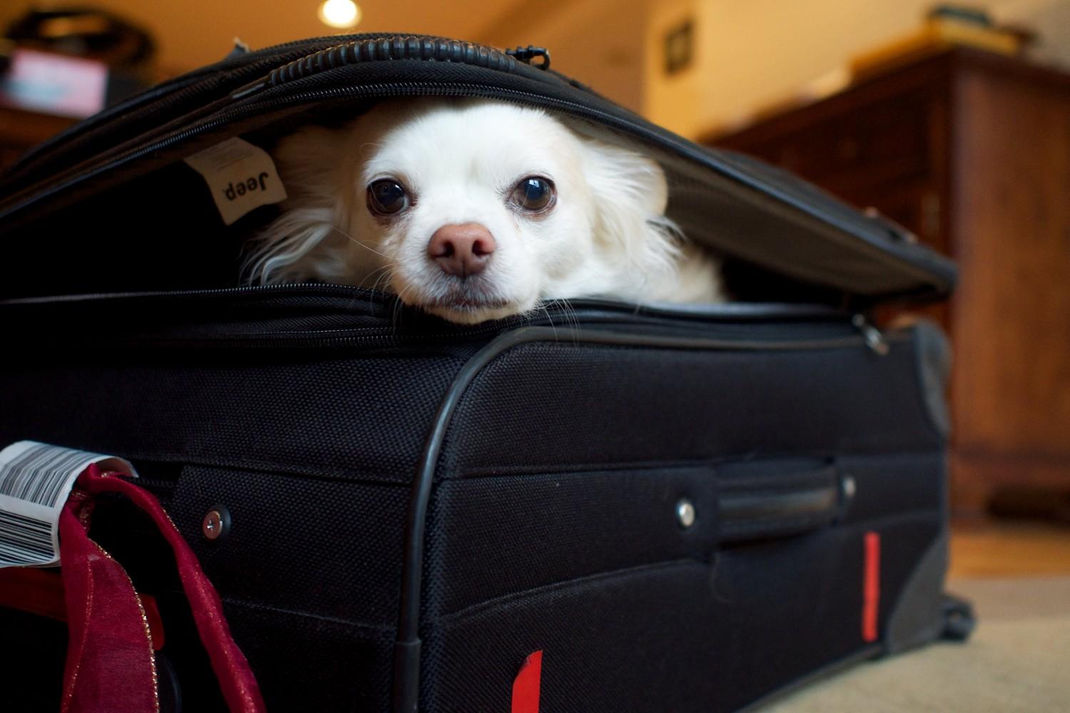 How to Train Your Dog for Travel
