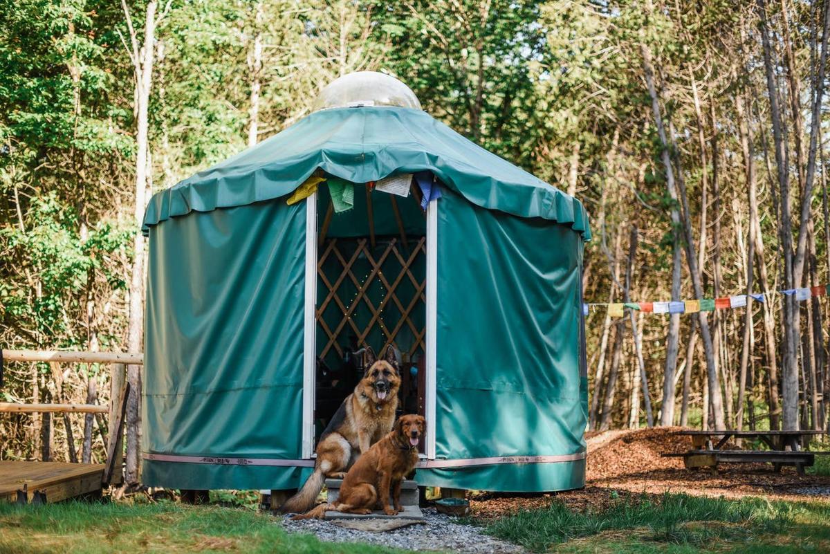 Dog 2025 friendly yurts