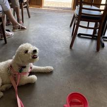 Cafe Evergreen restaurant view 1