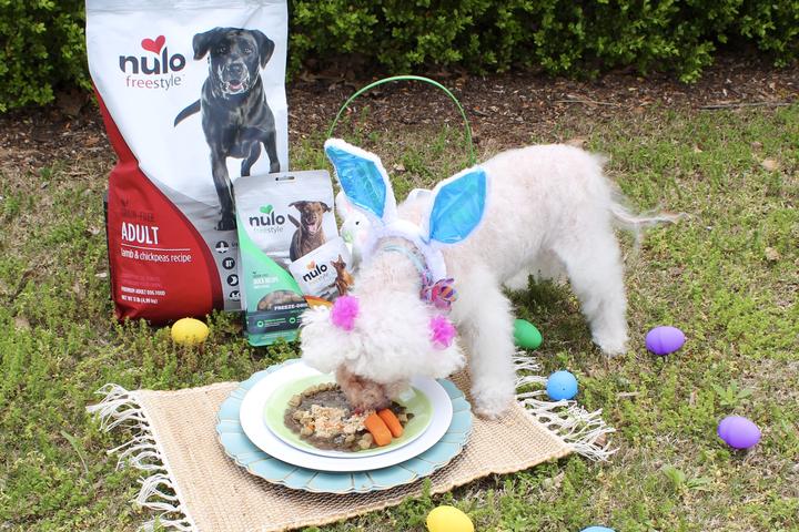 Lily enjoys a dog food recipe for Easter