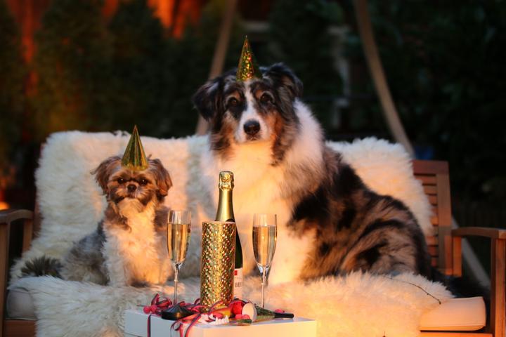 Two dogs ready to celebrate National Pet Day.