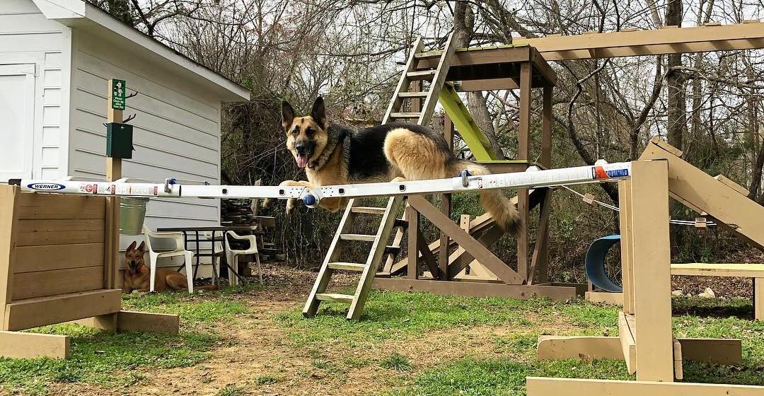 How to Make a DIY Dog Playground for Your Backyard!