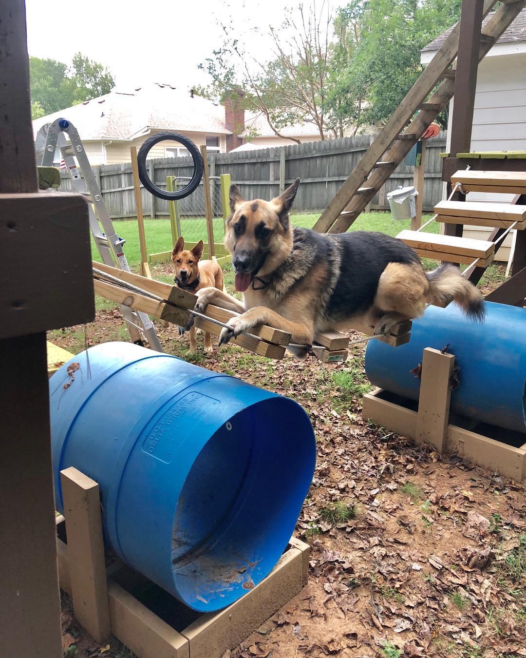 Sensational Gallery Of Dog Playground Backyard Photos Laorexa