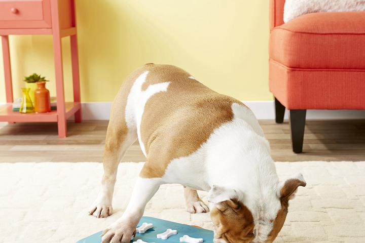 A Bulldog finds a treat with the Dog Casino Interactive Dog Game.
