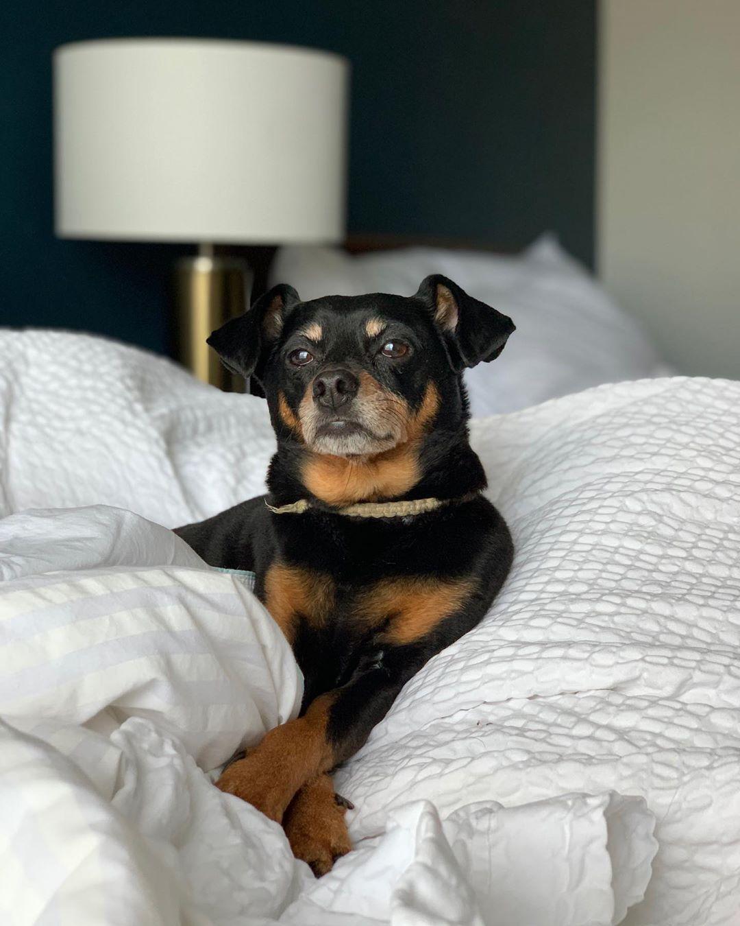 Top Dog-Friendly Hotel Chains of 2022 - BringFido