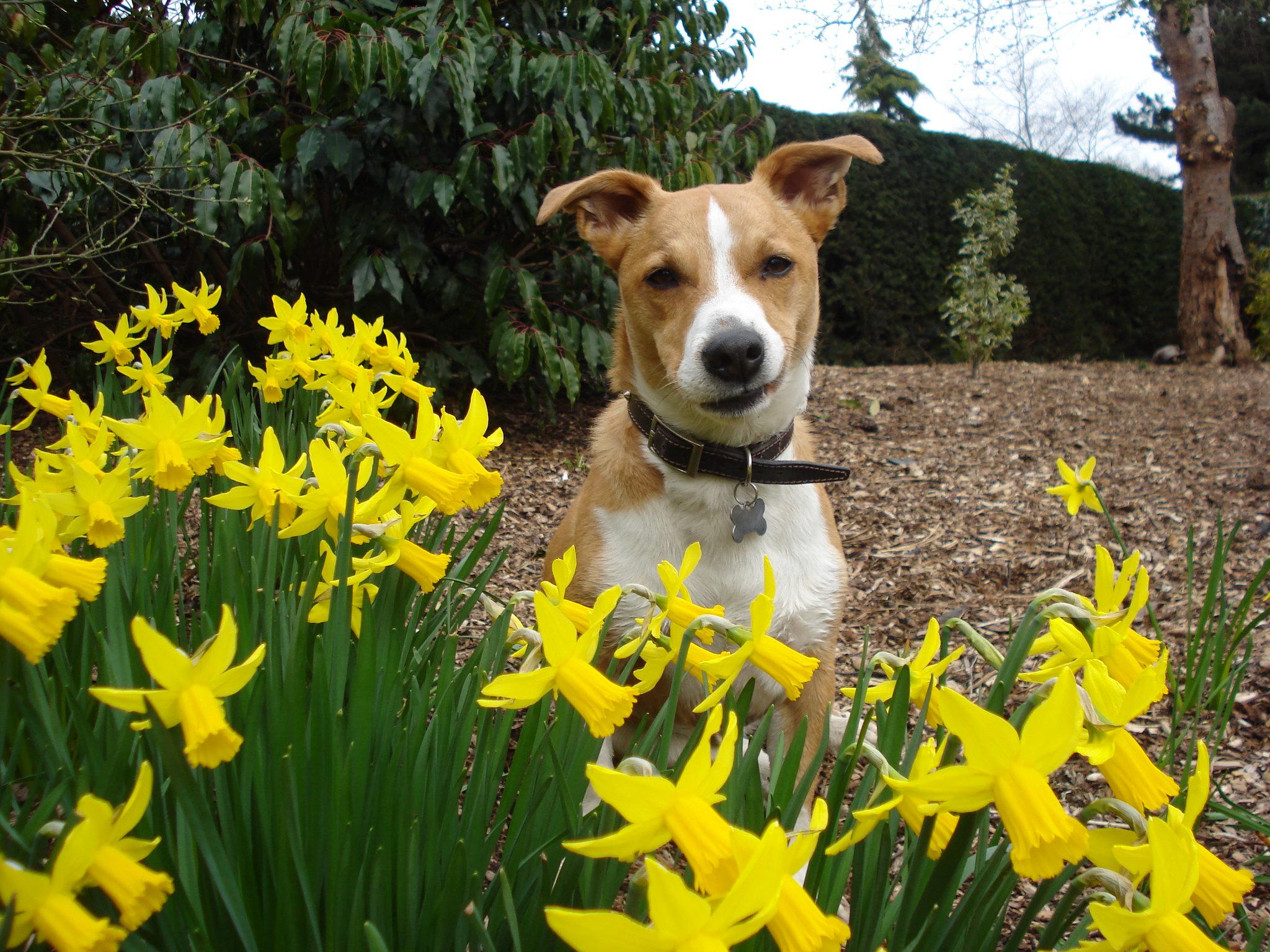 “Daffodils are a no, right?”