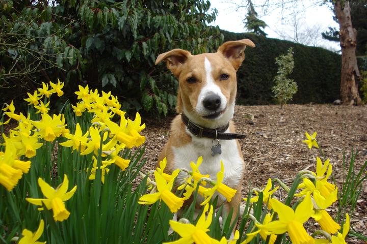 This dog is skeptical of daffodils!