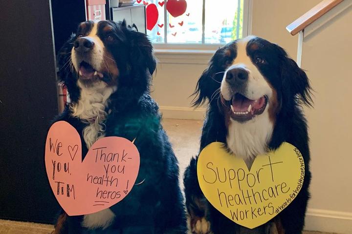 These Instagram dog influencers support our healthcare workers.