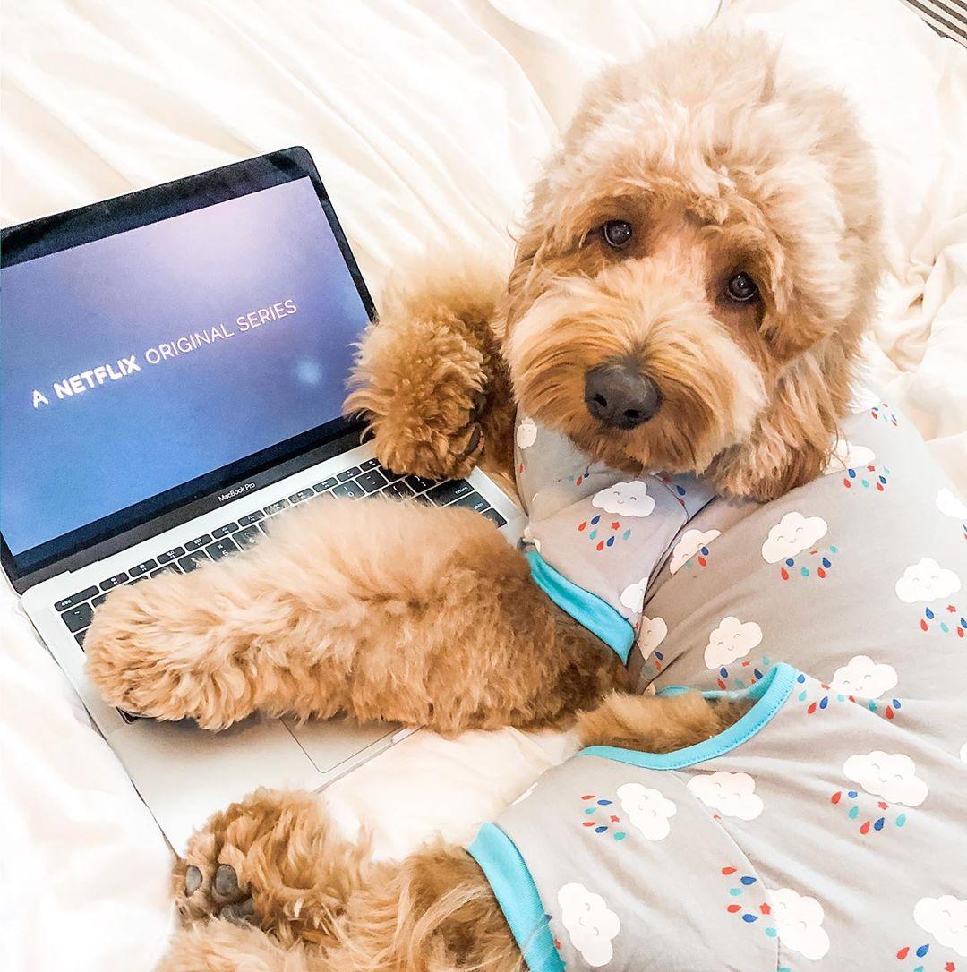 A dog is ready for a dog movie on Netflix